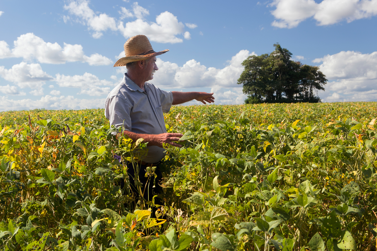 Checking Growth of Soya Plants in Brazil. © Werner Rudhart / Greenpeace
