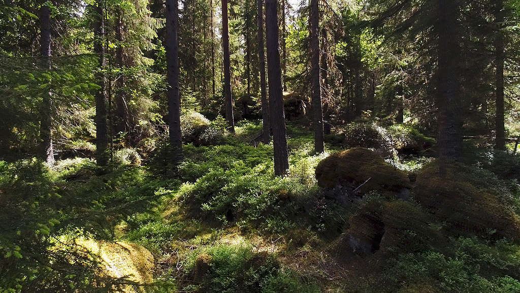 Forest at Grusryggarna in Sweden. © Jari Stahl / Greenpeace