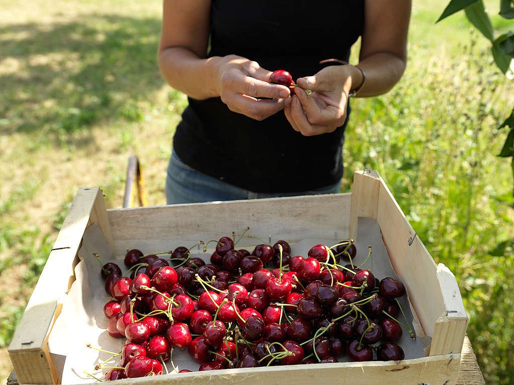 Ecological Fruit Farms in Valence. © Peter Caton / Greenpeace