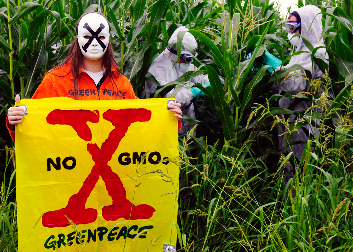 Illegal GE Crops Quarantined in Italy. © Matteo Nobili / Greenpeace