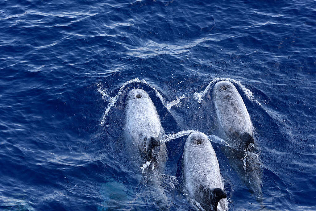 Survey for Cetaceans of the Hellenic Trench 2021. © Leonidas Karantzas / Greenpeace