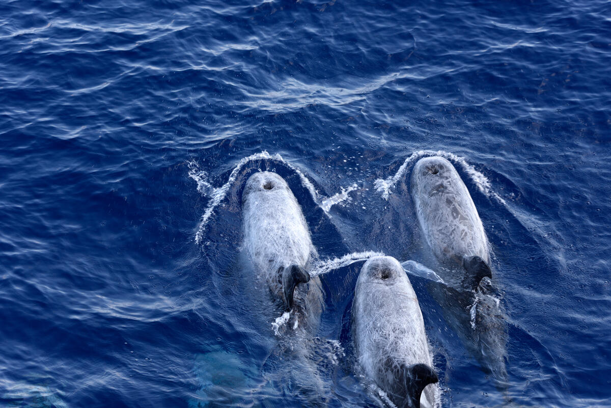 Survey for Cetaceans of the Hellenic Trench 2021. © Leonidas Karantzas / Greenpeace