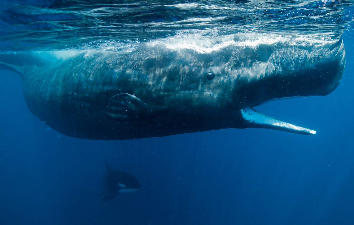 Sperm Whales in Sri Lanka. © Paul Hilton / Greenpeace