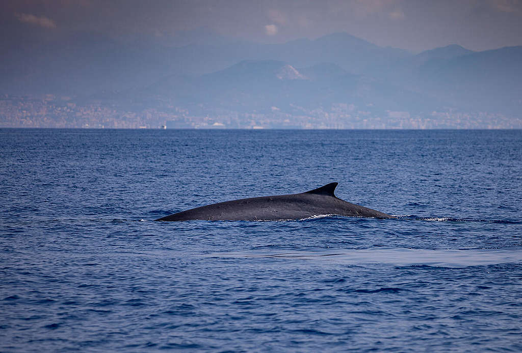 Fin Whale in the Pelagos Sanctuary in Italy. © Greenpeace / Lorenzo Moscia