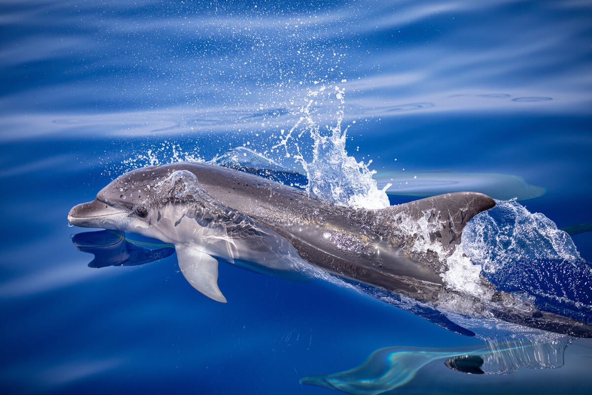 Bottlenose Dolphin in the Pelagos Sanctuary in Italy. © Greenpeace / Lorenzo Moscia