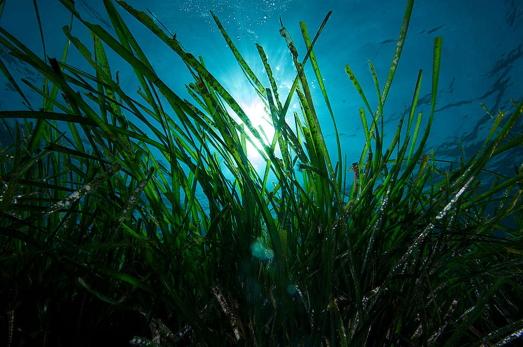 Posidonia Seagrass. © Greenpeace / Gavin  Parsons