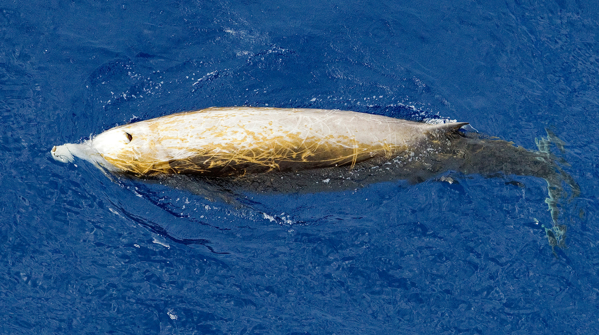 Cuvier's Beaked Whale in the Mediterranean. © Paul Hilton / Greenpeace