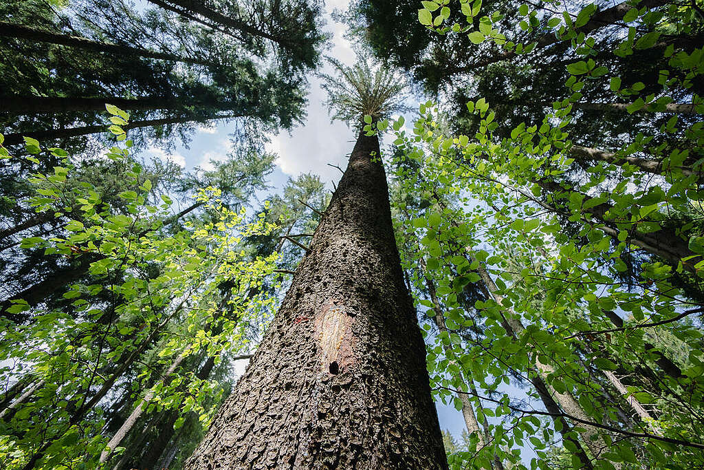 Carpathian Forest in Romania. © Răzvan Dima / Greenpeace