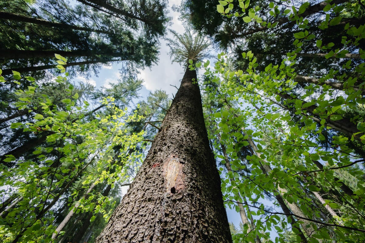 Carpathian Forest in Romania. © Răzvan Dima / Greenpeace