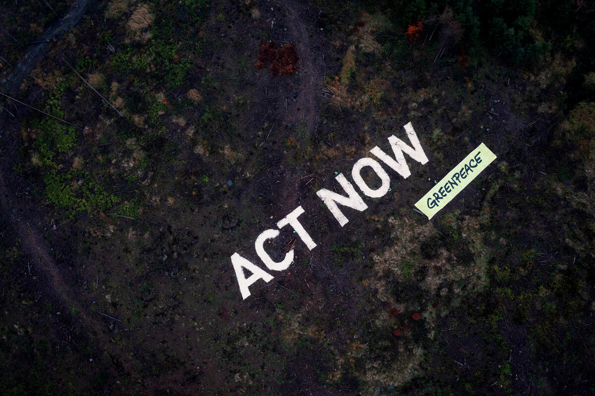 Forests Action near Montabaur in Germany. © Greenpeace