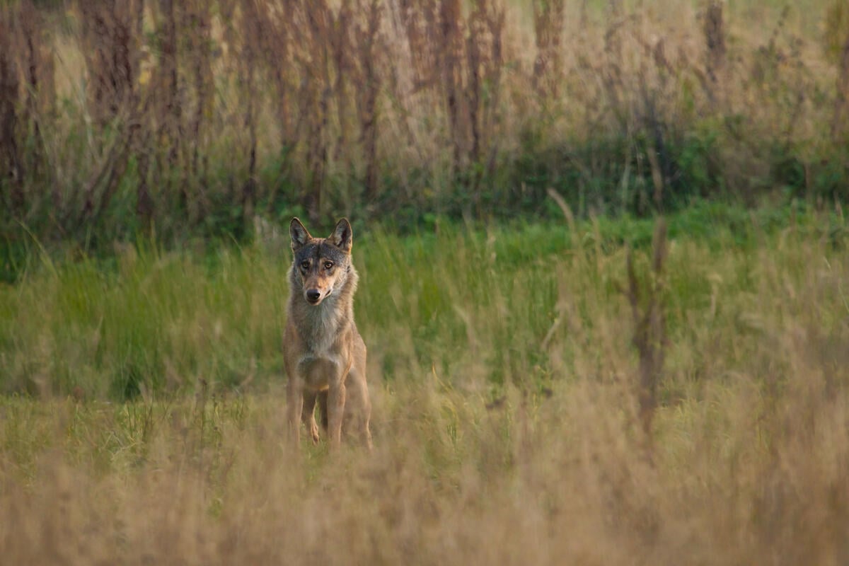 Grey Wolf in the Carpathians. © Iga Fijalkowska / Greenpeace