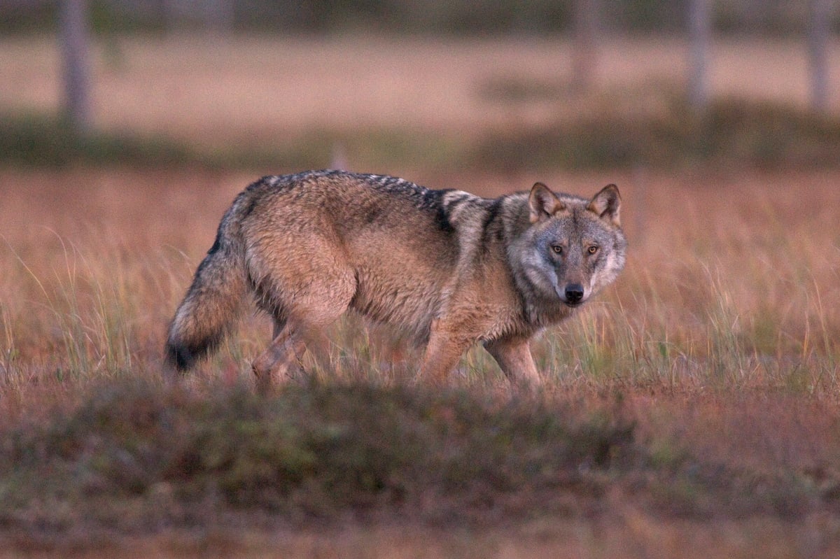 Wolf in Forest in Finland. © Markus Mauthe / Greenpeace