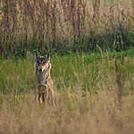 The Carpathians are the home to many rare animals, including grey wolves, brown bears, lynx and Ural owls.