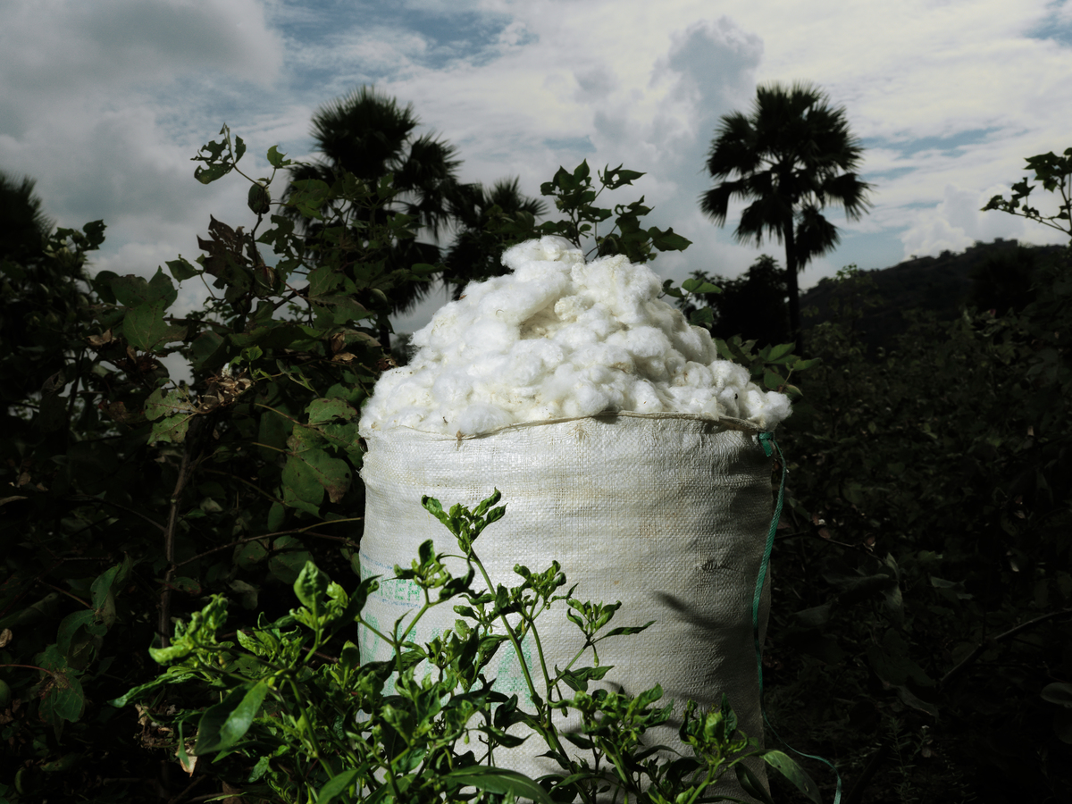 Bag of Cotton. © Peter Caton / Greenpeace