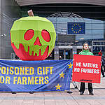 Greenpeace activists installed a giant poisoned apple outside the European Parliament in Brussels, urging politicians in the parliament not to give farmers a poisoned gift by scrapping nature protection rules in the common agricultural policy (CAP). Members of the European Parliament are today deciding whether to rush through a vote on the European Commission’s plan to remove many of the environmental requirements farmers must meet to get EU funds.