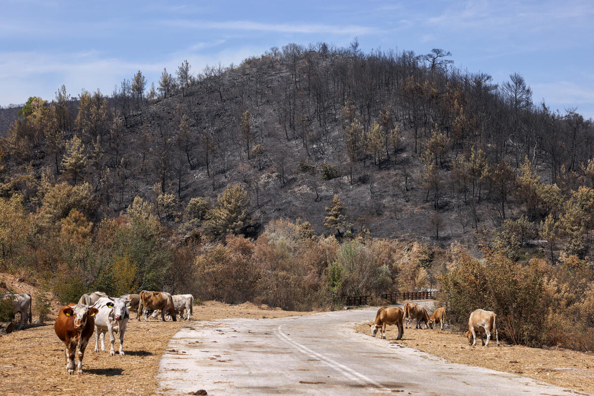 Wildfire Aftermath in Evros Region, Greece. © REUTERS / Alexandros Avramidis