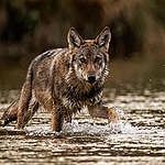 Grey wolf crossing the river in the Polish Carpathian forest.