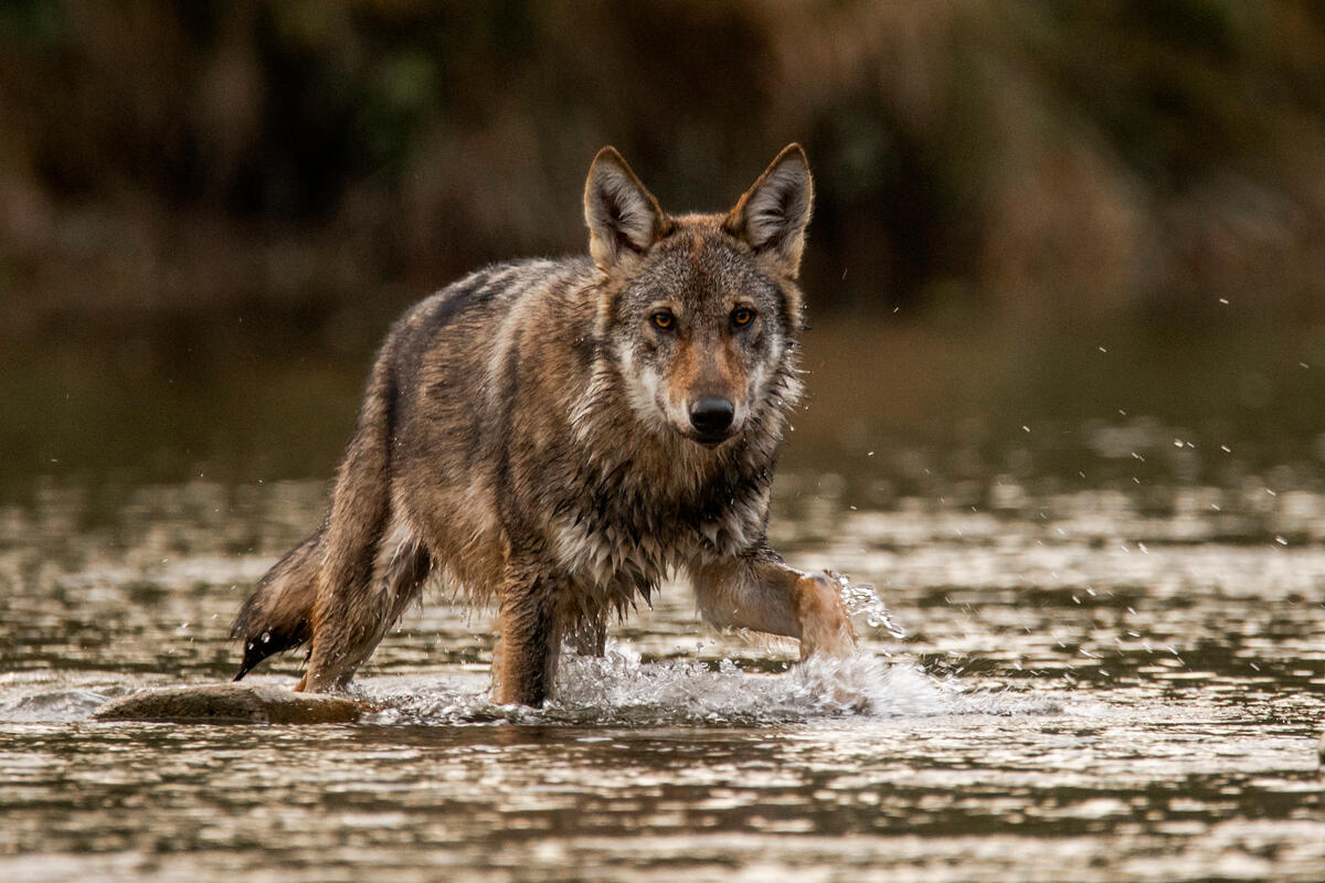 Animals of the Carpathian Mountains. © Adrian Czech / Greenpeace