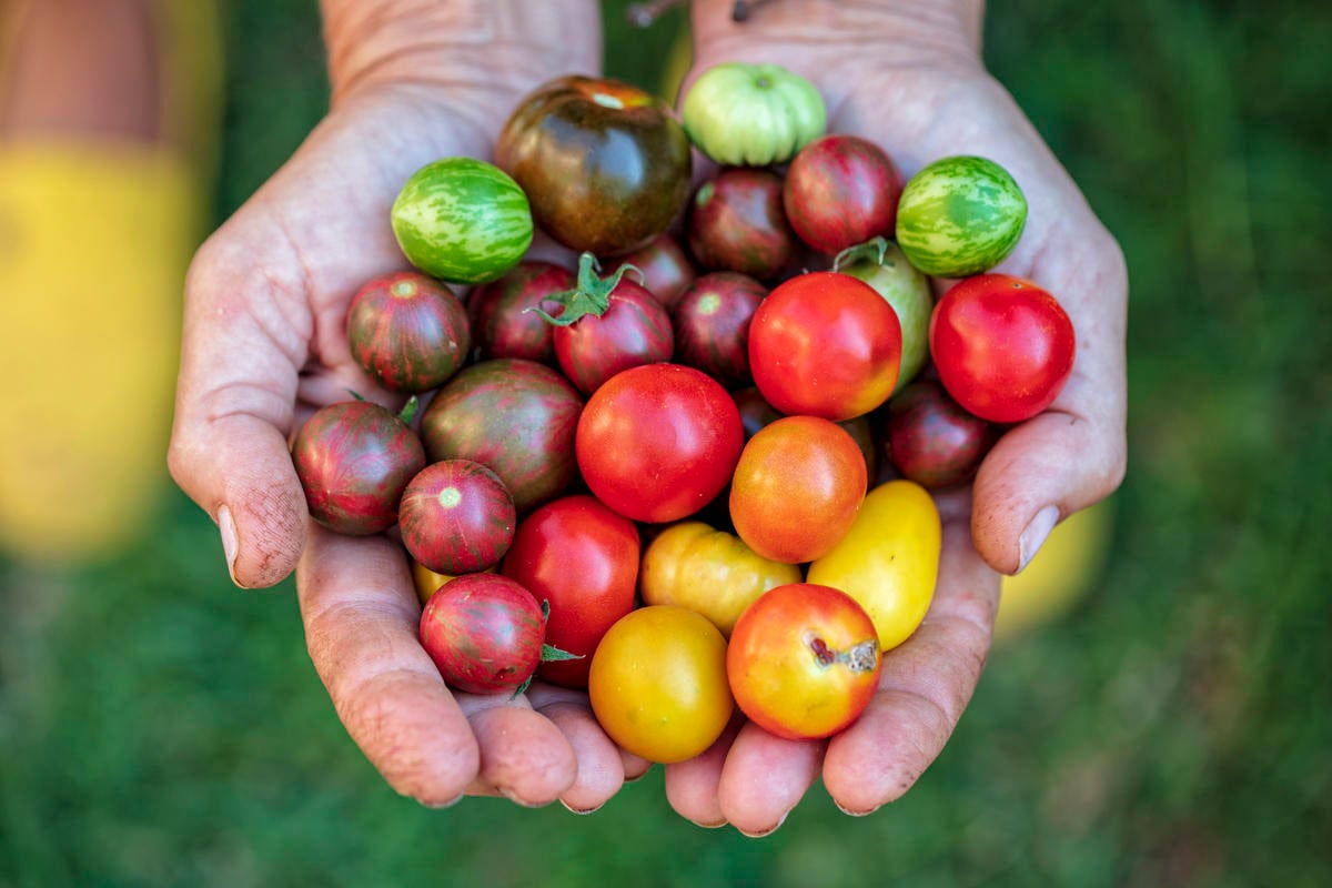 Ecological Farming in İstanbul. © Caner GUEVERA / Greenpeace