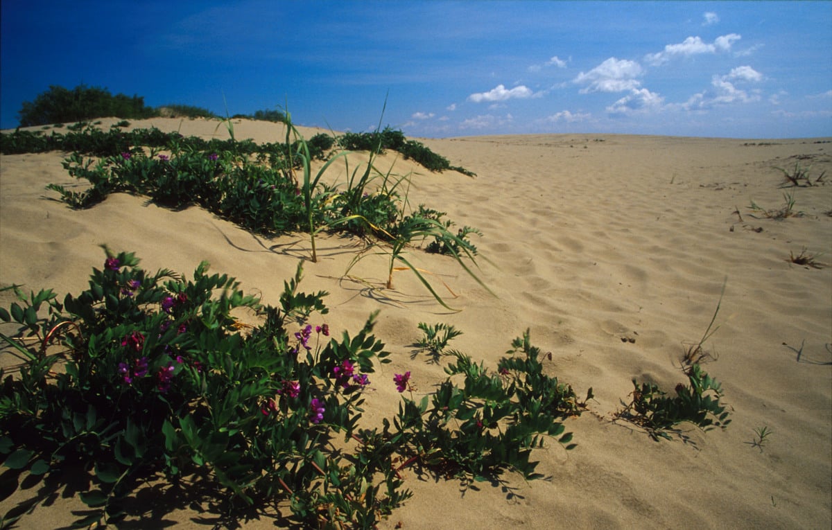 Sand dune, Curonian Spit. © Greenpeace / Vadim Kantor