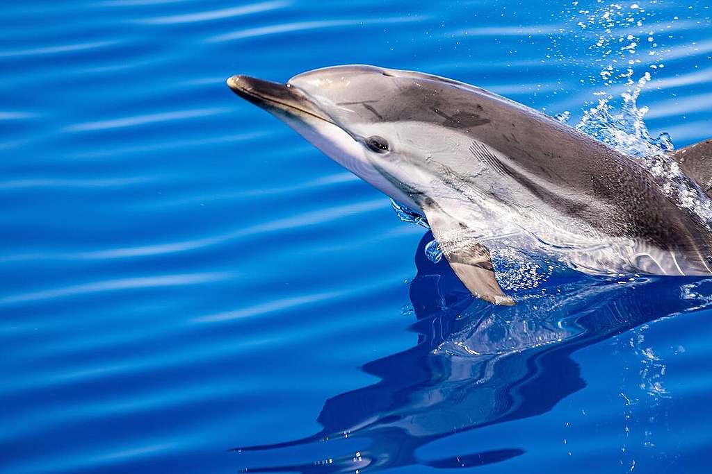 Dolphin in the Corsican Channel. © Lorenzo Moscia / Greenpeace