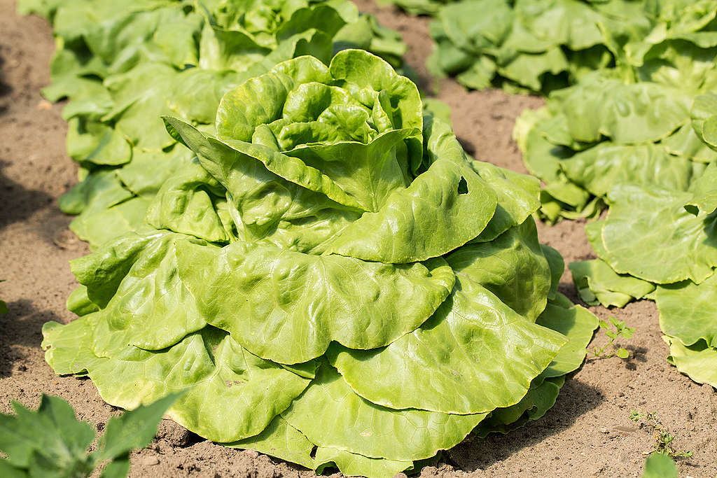 Lettuce in Germany. © Axel Kirchhof / Greenpeace