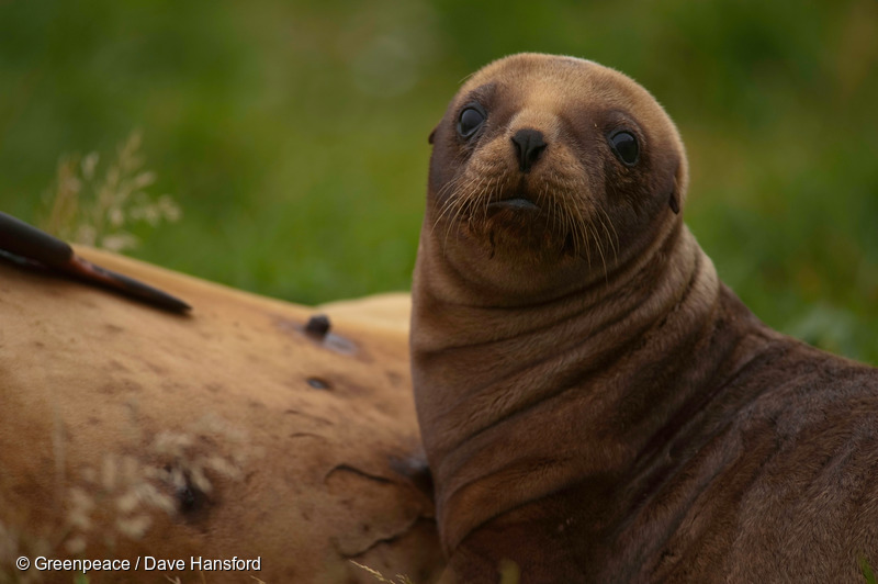 A New Zealand sea lion pup at Sandy Bay, Enderby Island, in the New Zealand subantarctic. 