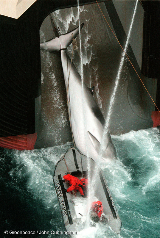 A Greenpeace inflatable crew attempting to stop a harpooned Minke Whale being hauled onto the Japanese Government’s factory whaling ship Nisshin Maru in the Southern Ocean, January 2000