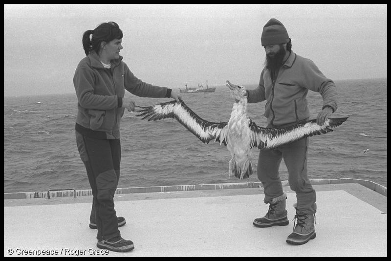 Greenpeace Antarctic expedition leader Janet Dalziell and scientist Ricardo Roura on board MV Gondwana holding a dead albatross that drowned on a longline set by the Soviet longliner MV Kozlovo (in distance) in the Southern Ocean (March 1991)