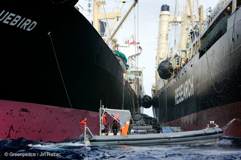 One of MV Esperanza’s inflatable boats blocks one of the Japanese Government’s whaling fleet vessels from refuelling