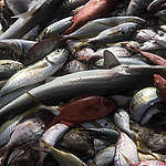 《年年有魚？：揭露西非過度捕撈帶來的糧食危機》報告