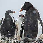 在南極遇見的 5 種企鵝，他們又各有什麼特徵？