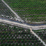 重大突破！全球最大的棕櫚油貿易商「豐益國際」承諾讓毀林行為無所遁形