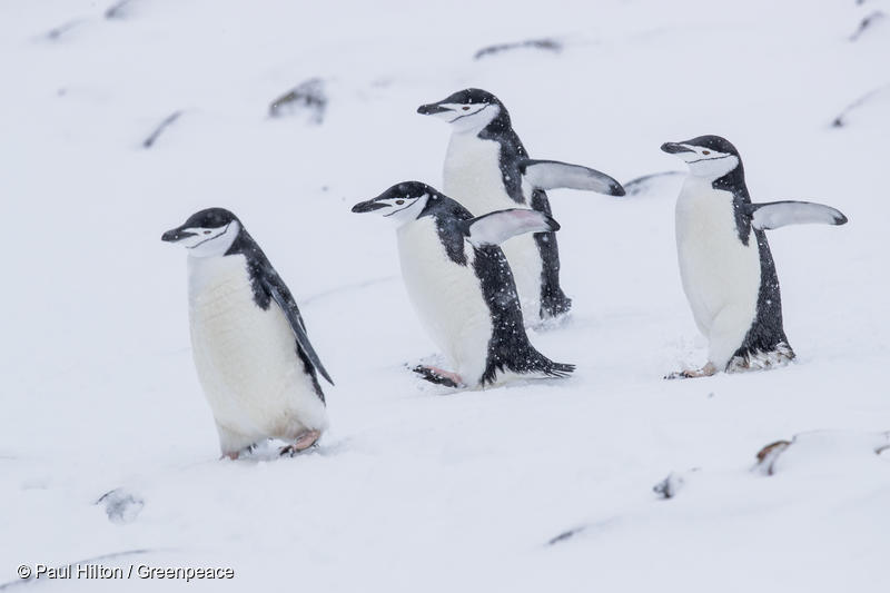 Chinstrap penguins, Half Moon Island, Antarctic, 20th March 2018. Greenpeace is documenting the Antarctic's unique wildlife and landscapes to strengthen the proposal to create the largest protected area on the planet, an Antarctic Ocean Sanctuary. Photo: Paul Hilton / Greenpeace 