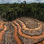 PT Megakarya Jaya Raya (PT MJR) Palm Oil Concession in Papua. © Ulet  Ifansasti / Greenpeace