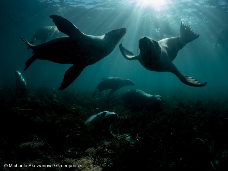 Sea Lions - Adventure Bay charters - Hopkins Island by Michaela Skovranova / Greenpeace Australia