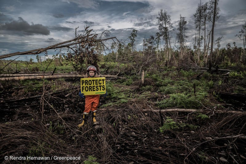 Greenpeace Indonesia Forest Fire Prevention team Jane Yolanda holds a banner reads "Protect Forest" at a fire scar in the peatland, Tanjung Pura village, Ketapang, West Kalimantan.