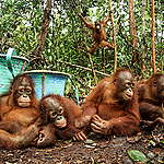 致滙豐：請停止助長棕櫚油企業破壞雨林的惡行