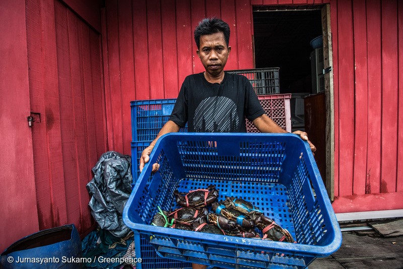 Crab's exporter Rustam, showing his crabs that are not approved by quarantine to be export after they were contaminated by oil in Kariangau village, Balikpapan Bay, East Kalimantan. An oil spill off Balikpapan bay in Borneo island that led to five deaths and the declaration of a state of emergency was caused by a burst of undersea pipe belongs to Indonesia's state oil company Pertamina