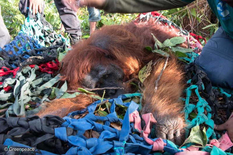 International Animal Rescue (IAR) team evacuate a male Orangutan from the pineaple plantation belong to a resident near PT MPK concession in Sungai Awan Kiri, Muara Pawan, Ketapang, West Kalimantan. The Orangutan was found after he starving and try to find foods in village area.