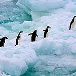 企鵝喜歡藍──喜歡南極海洋保護區