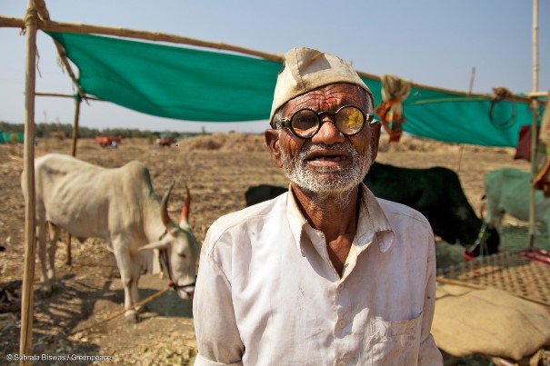 農民Arjun Kashinath Kumbad現年75歲，居於印度西部Maharashtra省的一個小村落。他擁有約4畝地，本來種植高梁，但持續的乾旱加上農田中的水井早已乾涸，令農作物嚴重失收。沒有水和飼料，他只好將僅餘的五頭牛送到附近的養牛場…… © Subrata Biswas / Greenpeace
