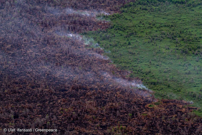 Burnt remains of forest and smoke from continued peatland fires near the PT Berkat Nabati Sejahtera (IOI Group) oil palm concession in West Kalimantan. December 03, 2015. (Photo Greenpeace/Ulet Ifansasti)