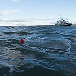Plastic Bottle in the North Sea. © Will Rose / Greenpeace