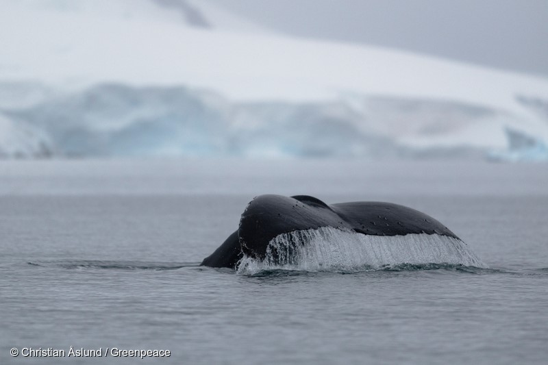 Humpback whale in Paradise Bay, Palmer Archipelago on the Antarctic Peninsula. Greenpeace is conducting submarine-based research of the seafloor to identify Vulnerable Marine Ecosystems, which will strengthen the case for the largest protected area on the planet, an Antarctic Ocean Sanctuary.