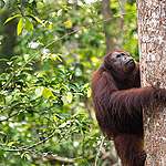 新的威脅！婆羅洲紅毛猩猩陷入險境！
