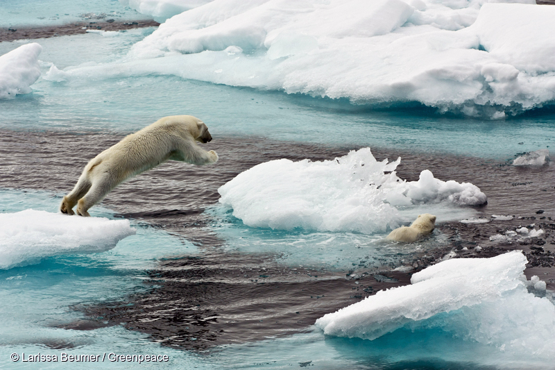 A polar bear mother and her young. Polar bear mother jumping on sea ice, young animal swimming,north of Svalbard.Eisbaerin wandert mit Jungtier ueber Eisschollen. Das Muttertier springt von Eisscholle zu Eisscholle, das Jungtier schwimmt.
