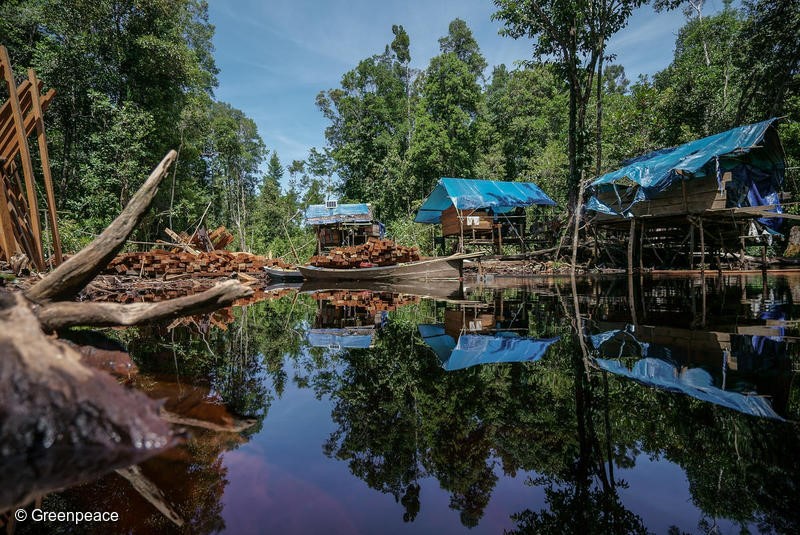 Pooling area for processed woods and also camp for illegal logger inside PT MPK concession in Sungai Putri landscape, Ketapang, West Kalimantan. Putri landscape, Ketapang, West Kalimantan.