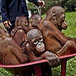 保護印尼雨林 紅毛猩猩的避難所