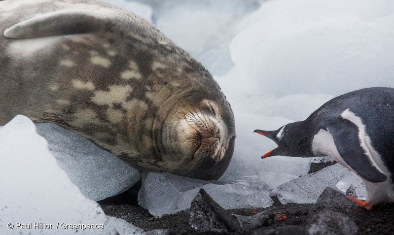 A weddell seal sleeps as gentoo penguins pass by on Greenwich Island part of the South Shetland Island group, Antarctica.13th March 2018. Greenpeace is documenting the Antarctic’s unique wildlife, to strengthen the proposal to create the largest protected area on the planet, an Antarctic Ocean Sanctuary. Photo: Paul Hilton / Greenpeace 